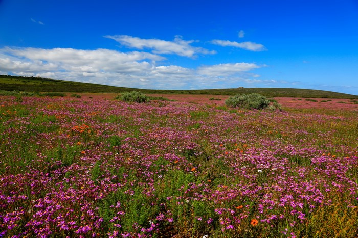 Field of wildflowers in West Coast National Park, South Africa