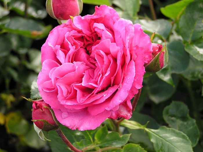 Close-up of a vibrant pink rose with buds