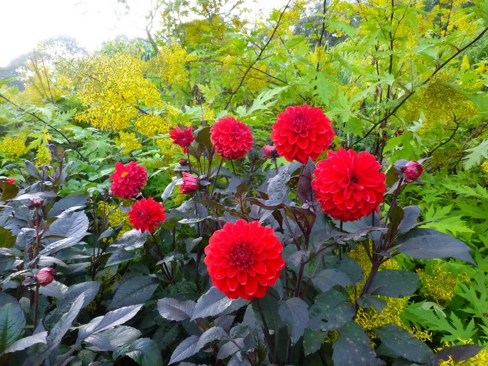 Red Dahlias and Yellow Flowers in a Garden