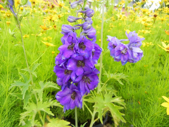 Purple Delphinium flowers in a field of yellow flowers