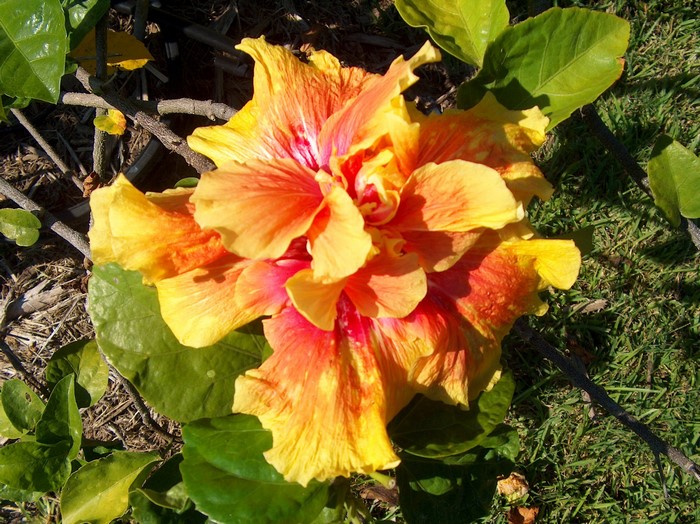 Orange and pink hibiscus flower