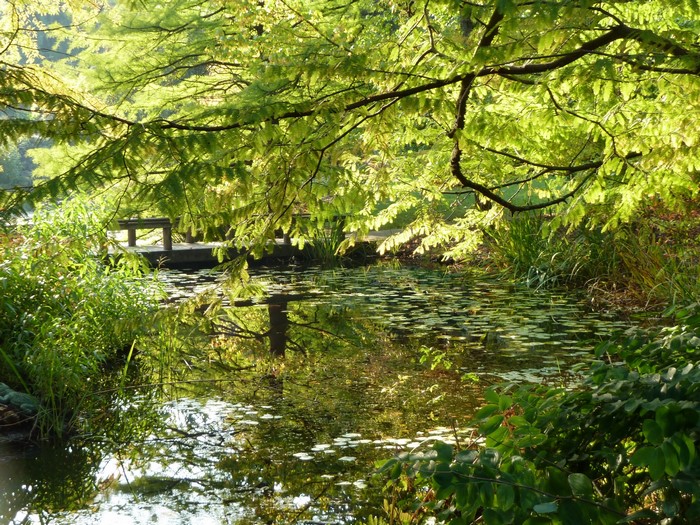 Van Dusen Gardens Pond with Wooden Dock