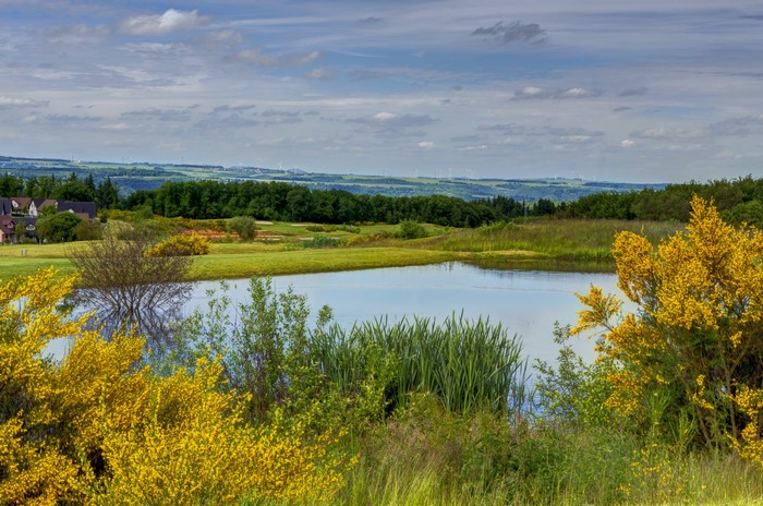 Golf course with pond and yellow flowers in Germany