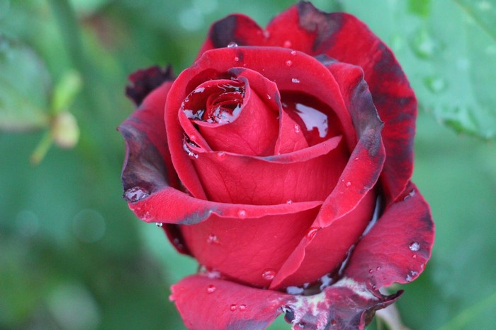 Red rose with water drops