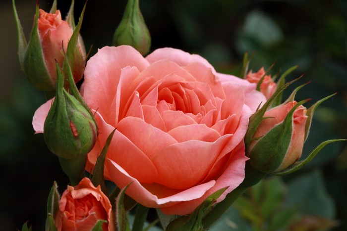 Pink rose with buds