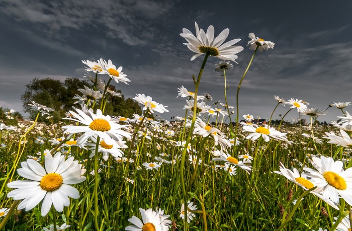 Field of white daisies under a cloudy sky