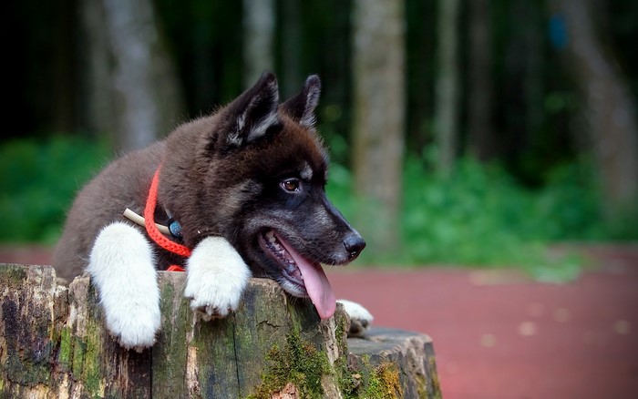 Husky puppy resting on a tree stump