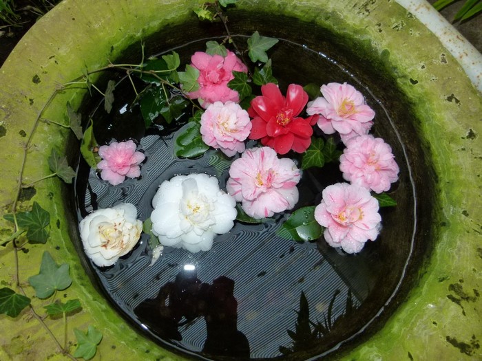 Camellias floating in a mossy basin