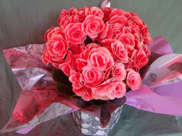 Pink Begonia Flowers in Decorative Pot