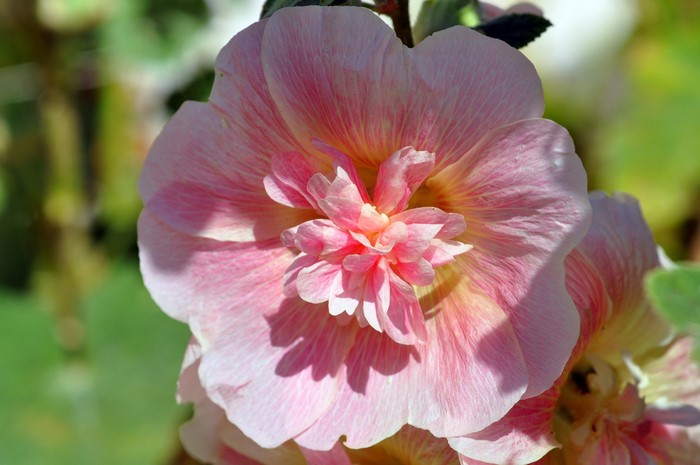 Pink double hollyhock flower