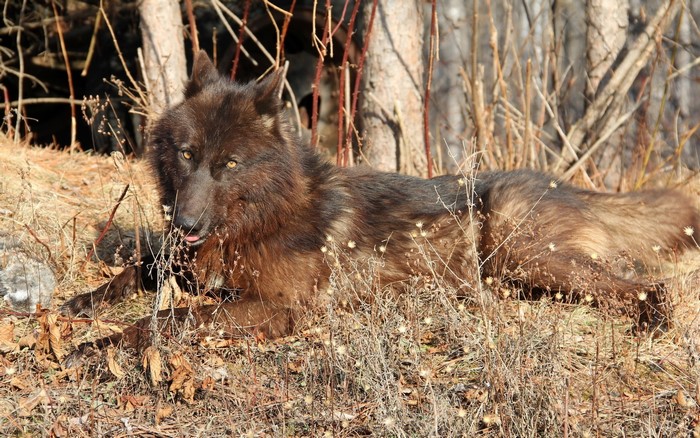 A black wolf lying in dry grass