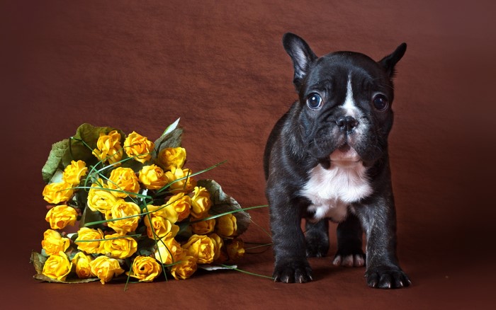 French Bulldog puppy with yellow roses