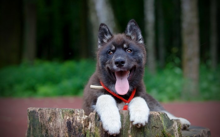 A young Akita dog with a red collar rests on a log