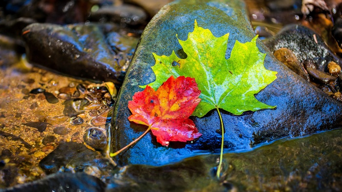 Two autumn leaves on wet rocks in a stream