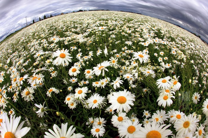 Field of Camomiles under a cloudy sky