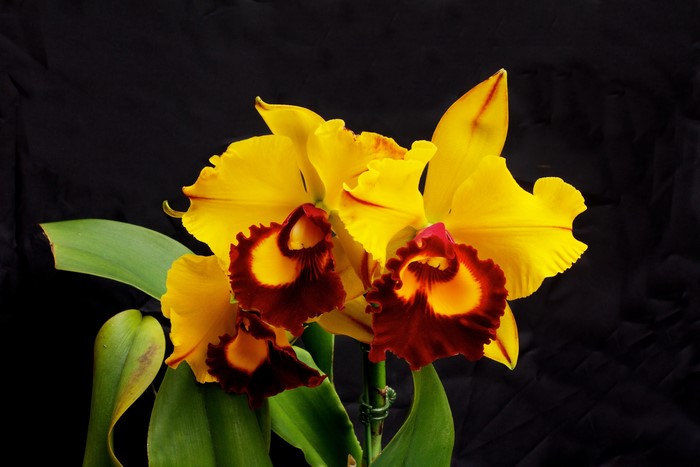 Yellow orchids with dark red and yellow centers