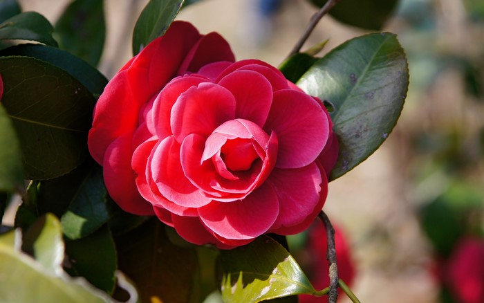 Red Camellia flower with green leaves