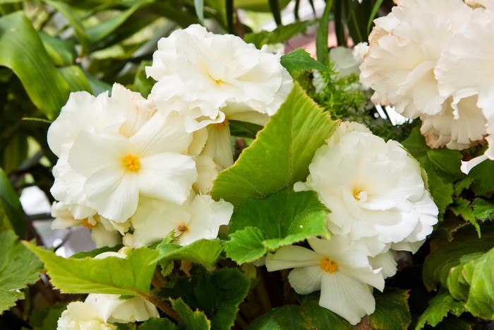 White Begonia flowers