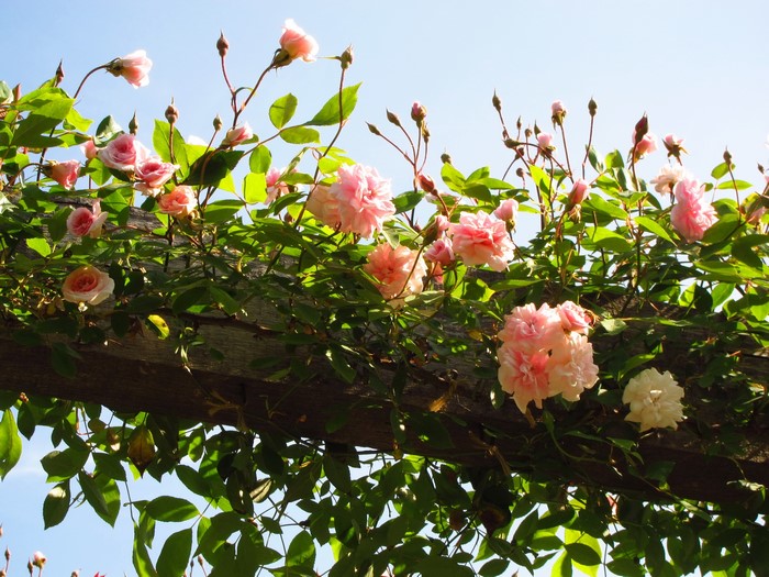 Pink roses climbing on a wooden pergola