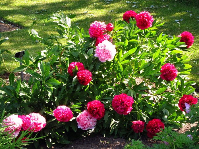A bush of pink and red peonies in a garden