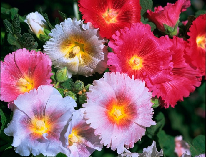 Close-up of colorful Hollyhock flowers