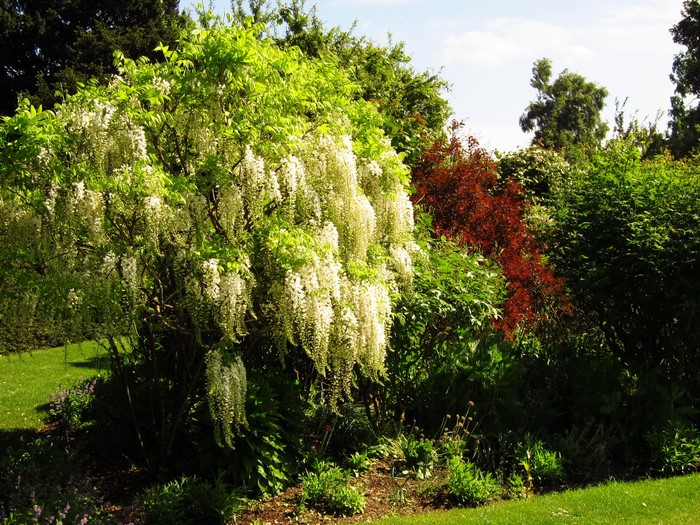 White Wisteria Tree in a Garden