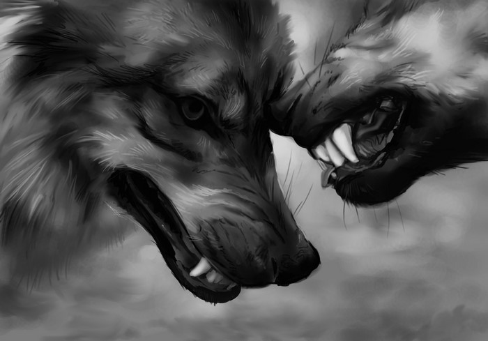 Two wolves snarling at each other