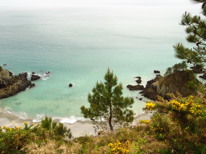 Coastal cove with rocky outcrops and pine trees