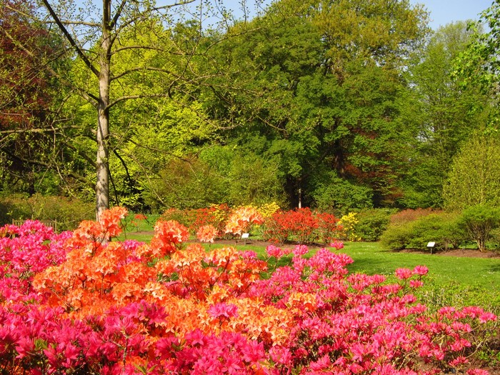 Azaleas in a Garden in England