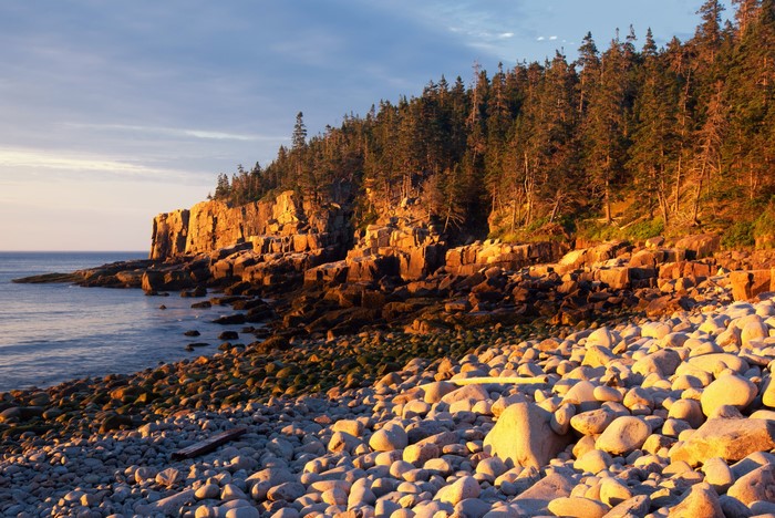 Rocky Coastline with Pine Forest at Sunset, Acadia National Park