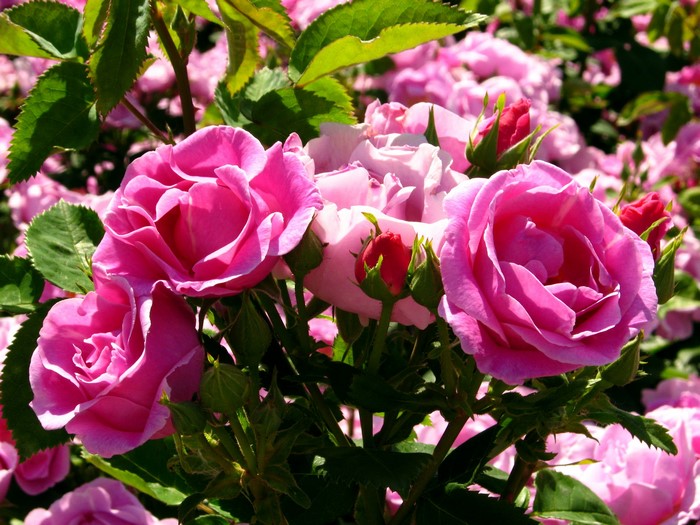 Pink Roses in Bloom
