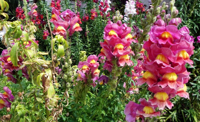 Pink and yellow snapdragons in a garden