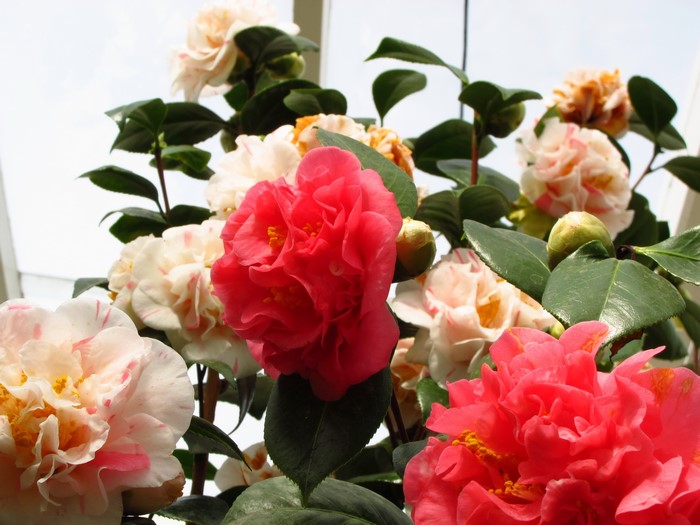 Camellia flowers in bloom