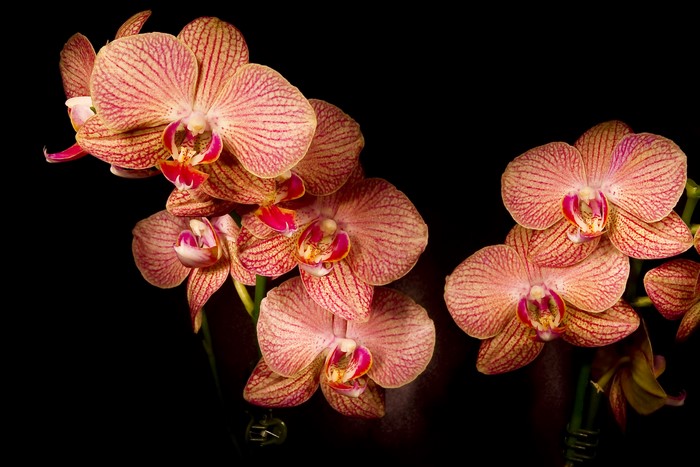 4K Orchid flowers