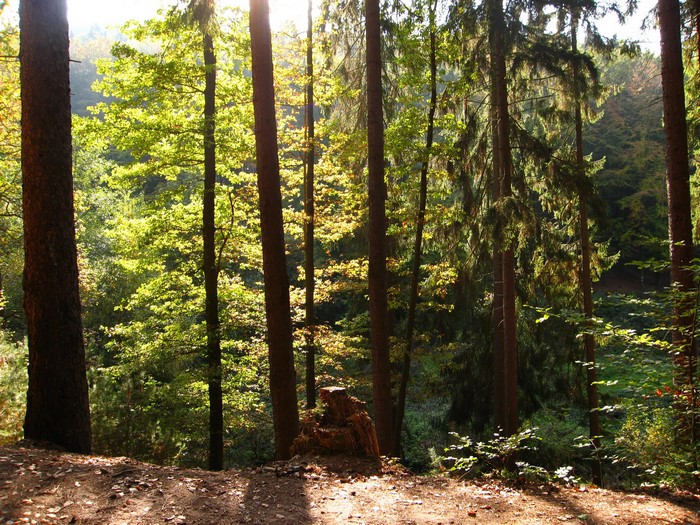 Sunlight filtering through trees in a forest