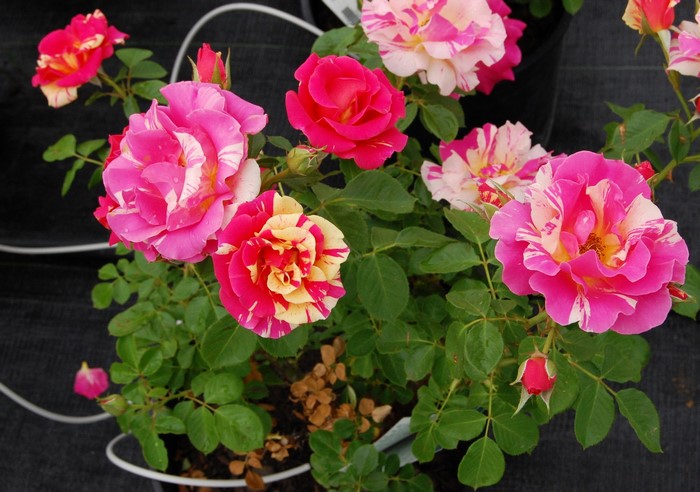 Striped roses in bloom
