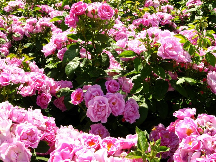A bush full of pink roses