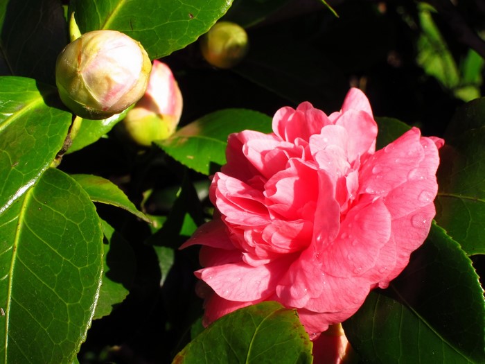 Pink Camellia flower and buds on a branch