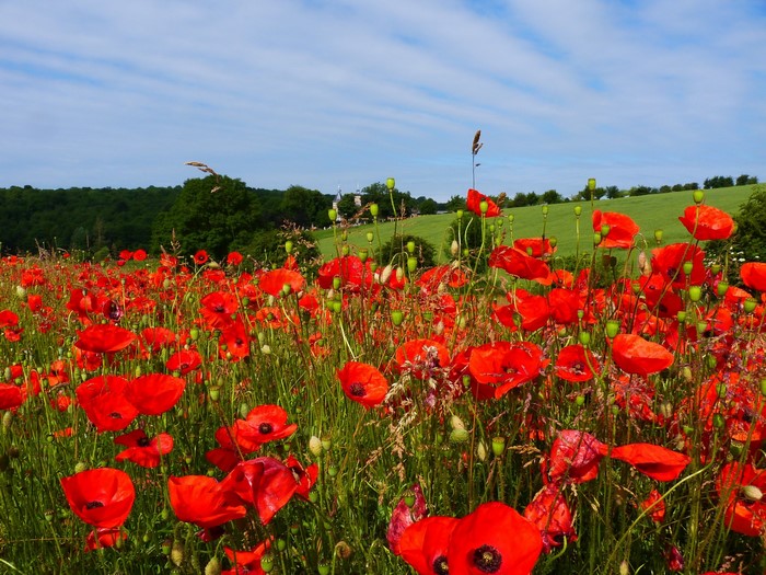 Field of red poppies under a blue sky