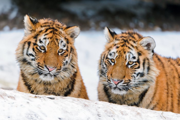 Two young tigers in the snow