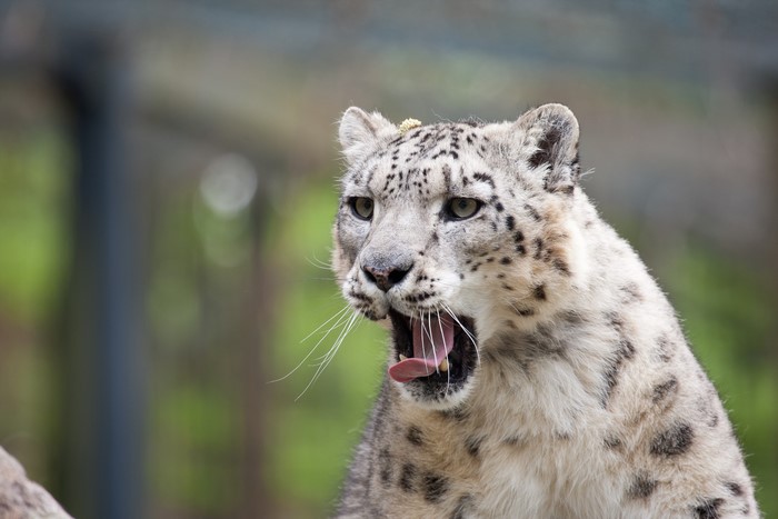 Snow leopard yawning in an enclosure