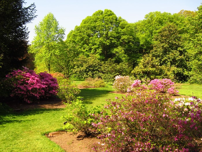 Garden with blooming Azaleas and lush green trees