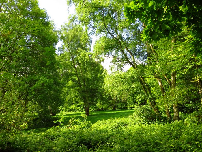 Green forest with sunlight filtering through trees