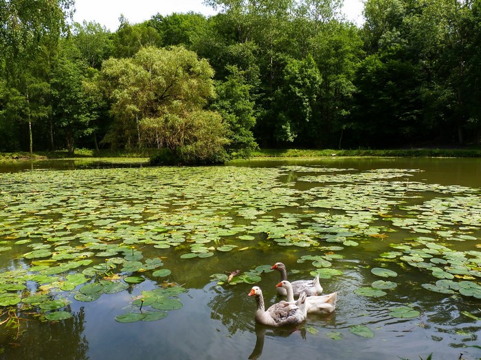 Geese swimming in a pond with water lilies in a park in Belgium