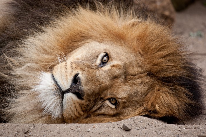 Close-up of a male lion lying down