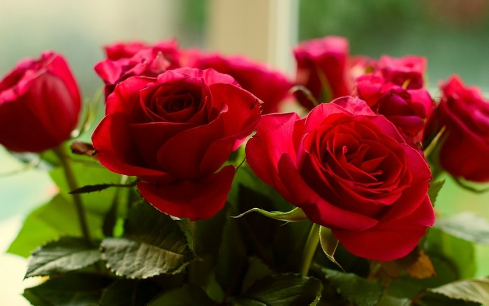 Bouquet of Red Roses