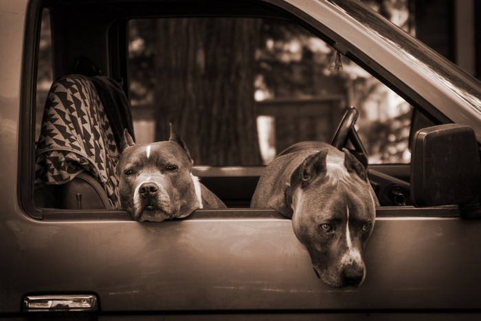 Two American Staffordshire Terriers in a car window