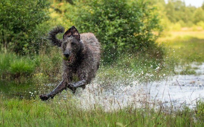 Irish Wolfhound running through water with a ball