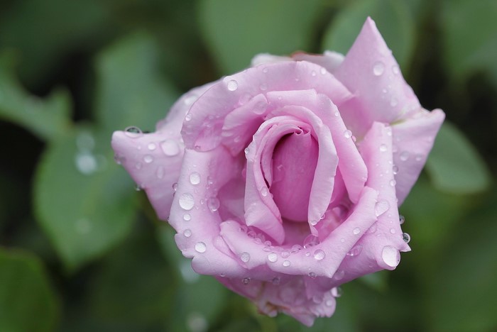 Pink rose with water drops