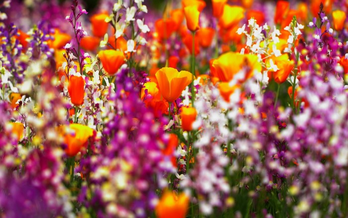 Field of colorful wildflowers in bloom